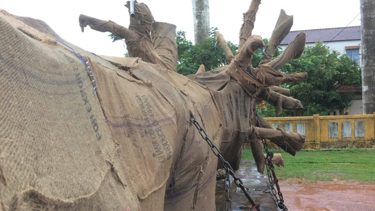 Tạm[-]giữ[-]xe[-]đầu[-]kéo[-]chở[-]cây[-]"quái[-]thú"[-]vượt[-]quá[-]chiều[-]cao[-]quy[-]định